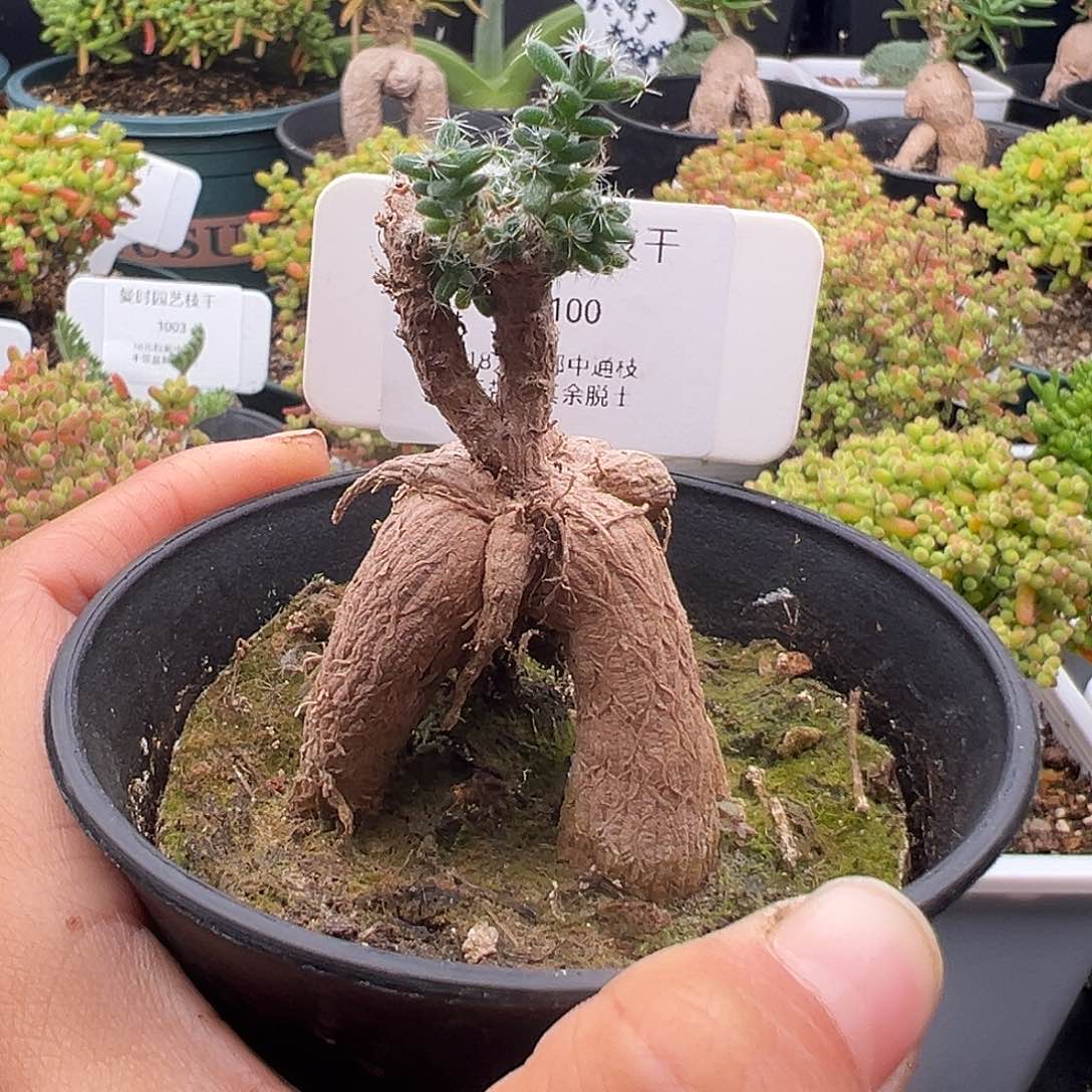 1100号姬红小松12.29多肉