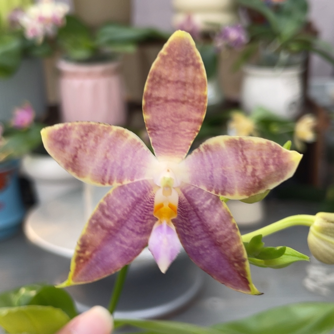 完全开放白虎交蓝豹