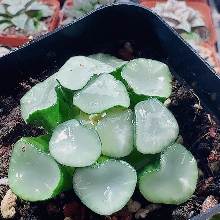 无花朵十二卷 空门 福利