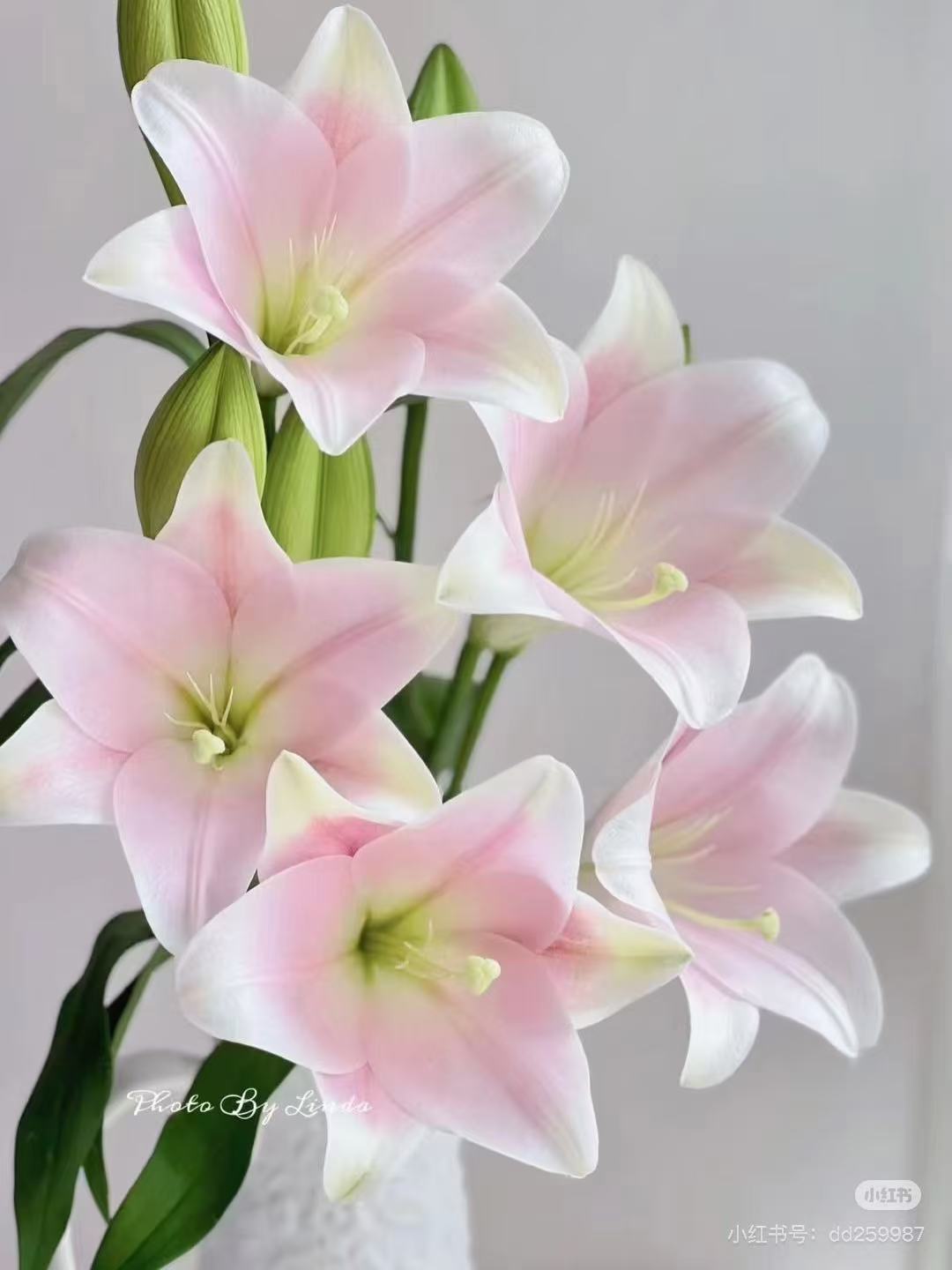 【粉铁炮】百合味道超级好闻的百合