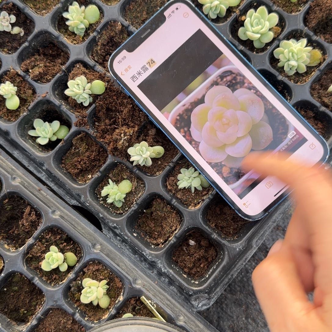 西米露74 穴一个满25包邮