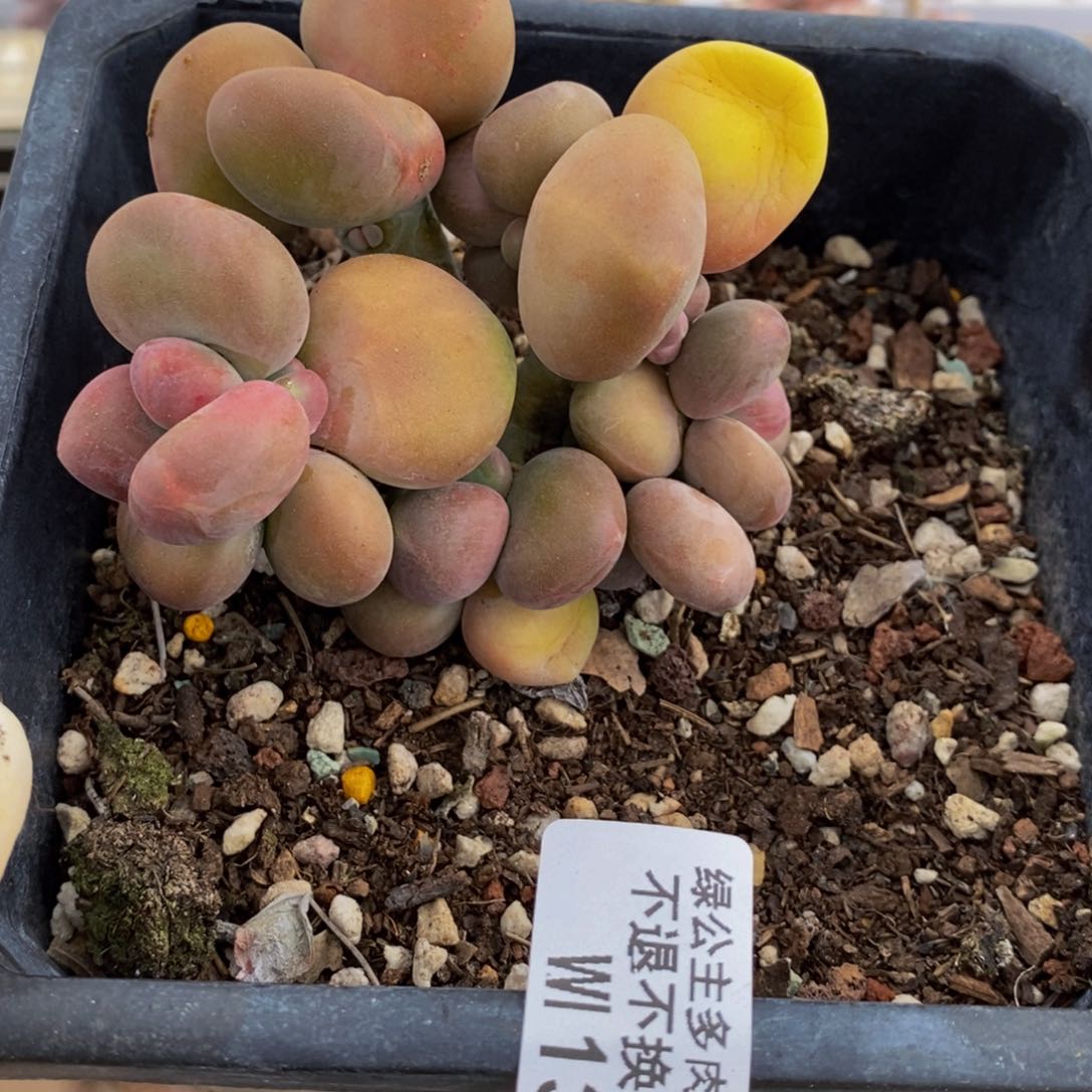 芒果奶酪金蟾kkn奶135:8c m