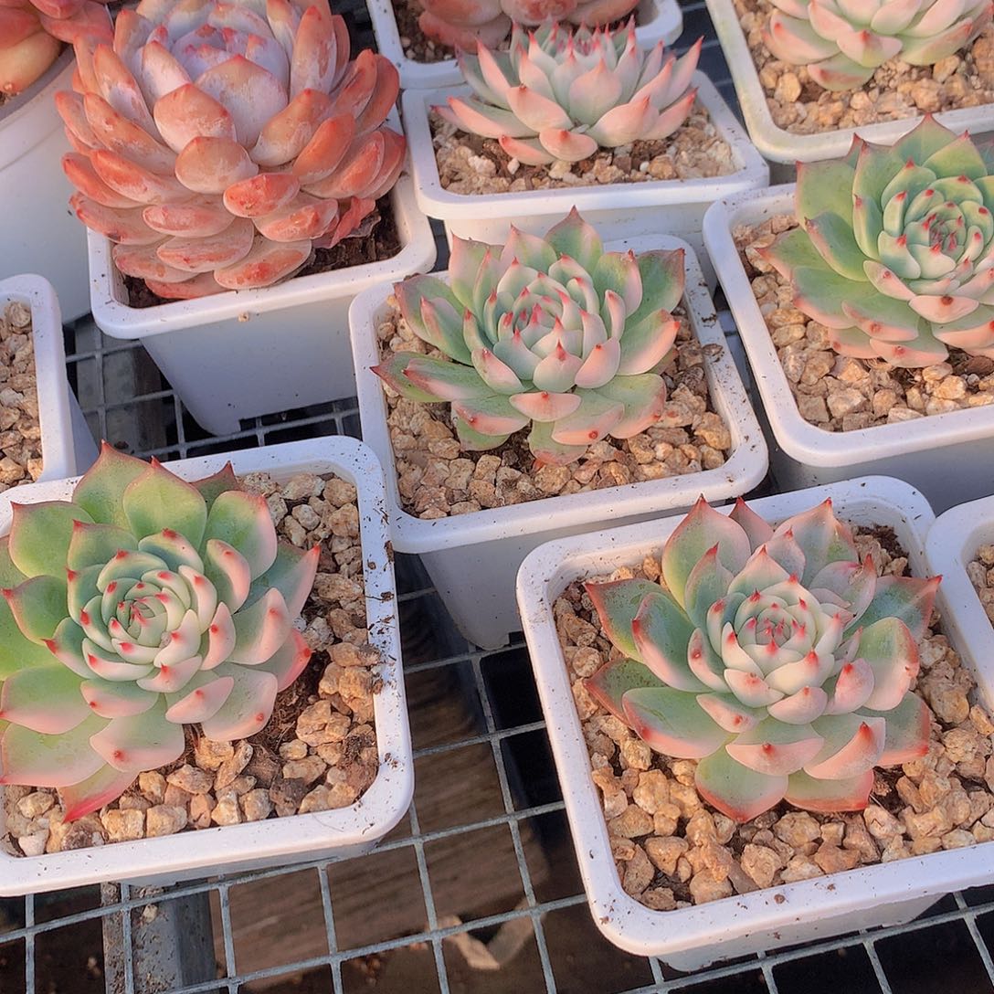 两颗吉娃娃锦235677889999990