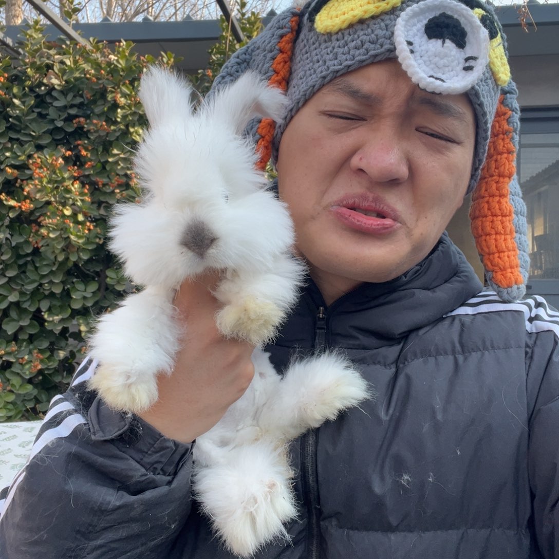 双血统英系安哥拉女