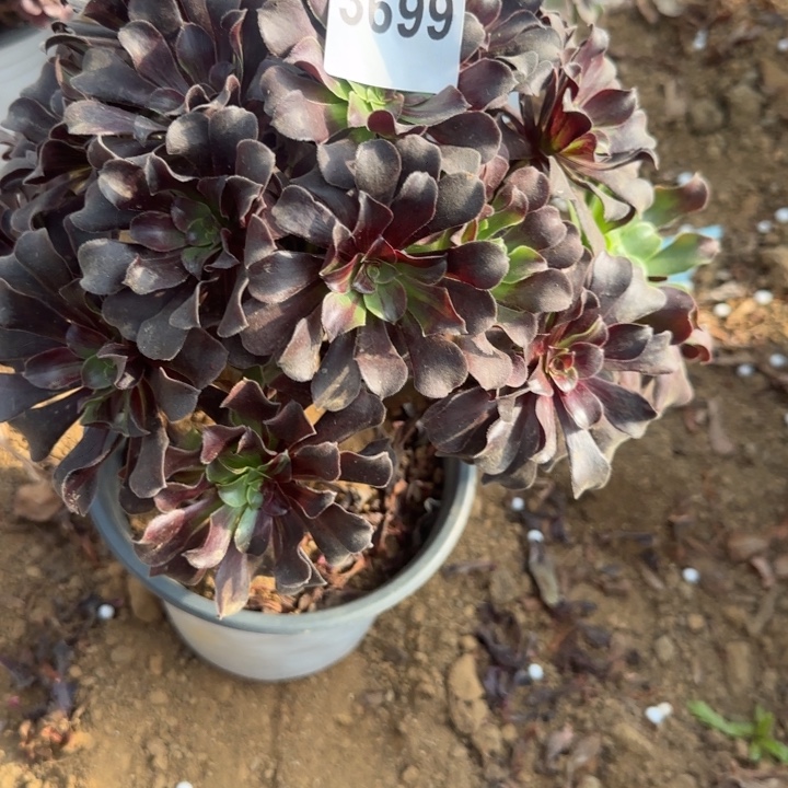 3699 清棚处理不包断枝