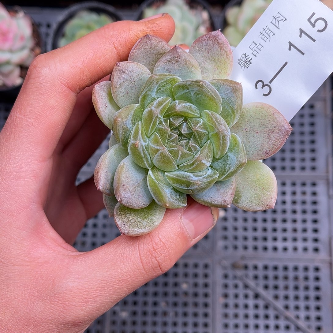 多肉一物一拍3-115