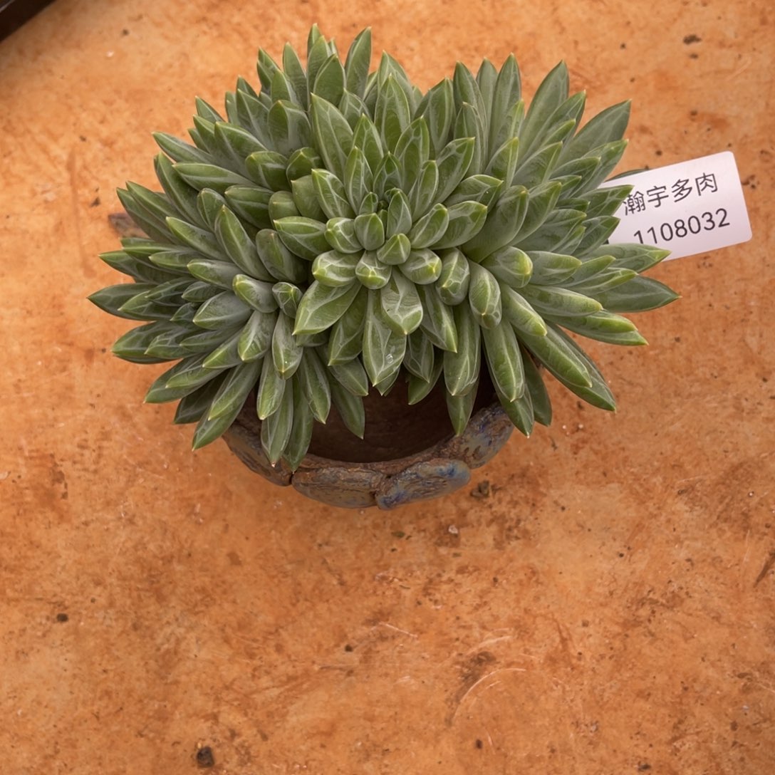 清和美人大群多肉32号