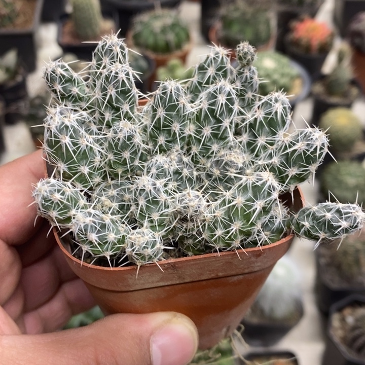 舞豆团扇特价福利