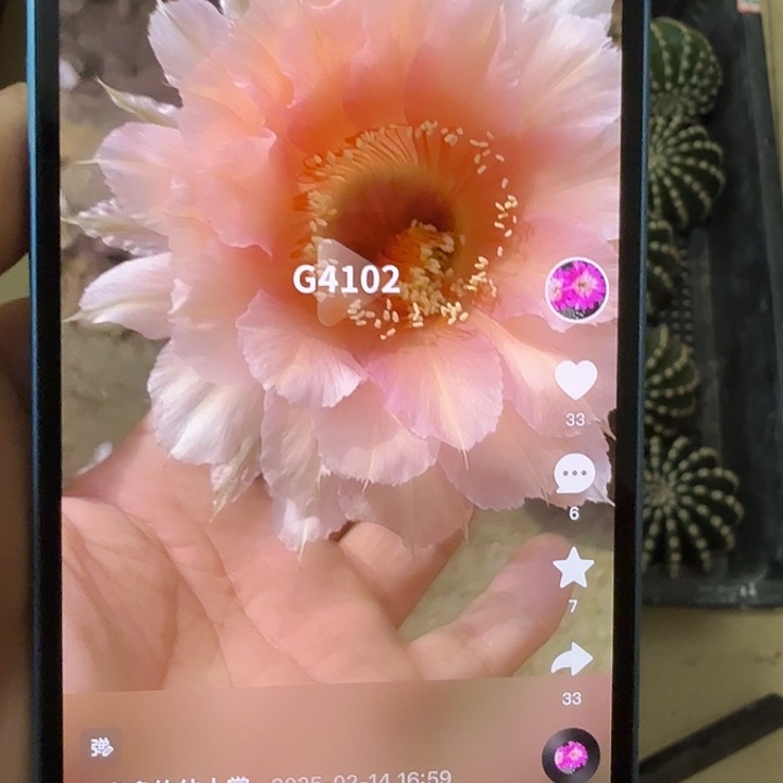 仙人球彩草侧芽歪g4102