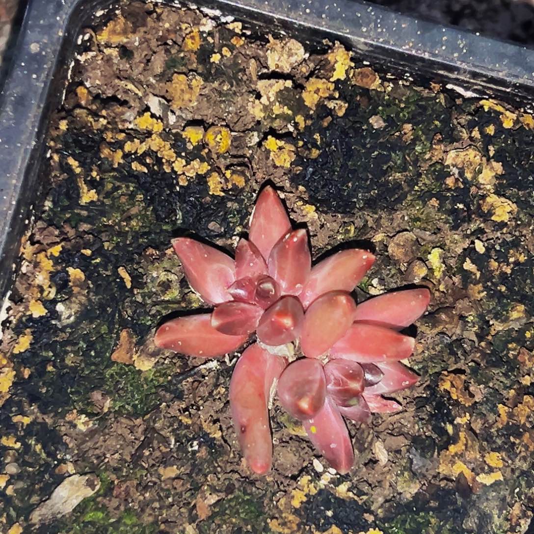 桔云多肉美人精品系列