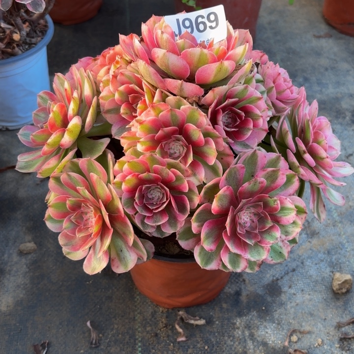 瑞妈多肉园艺969荔枝