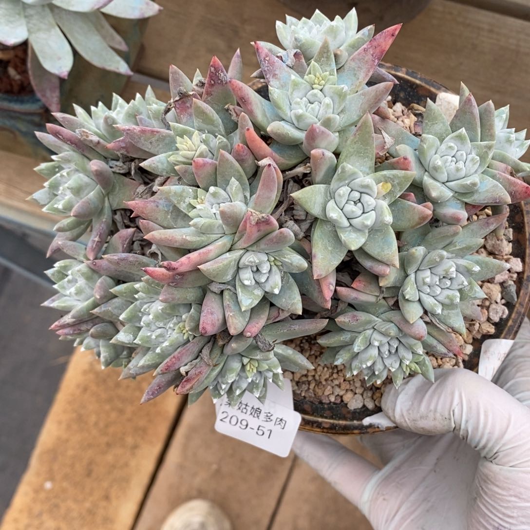 51号白姆粗腿子漂亮