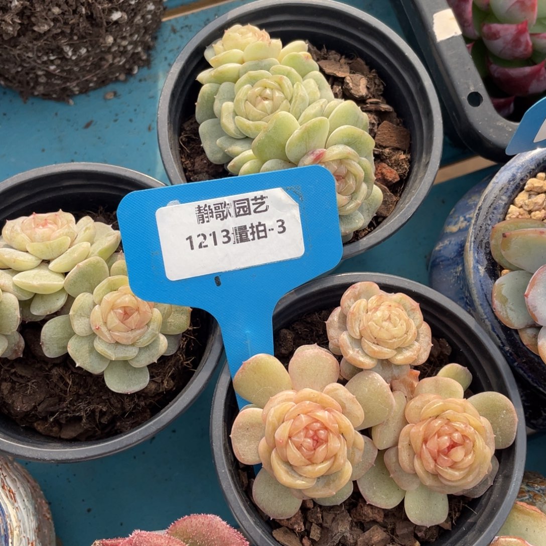 1213-3-双十二白恋群一颗量拍