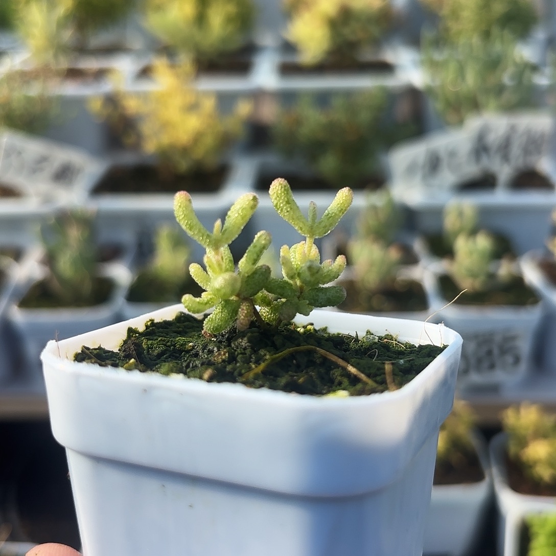 家***九枝干番杏花斑露小棵