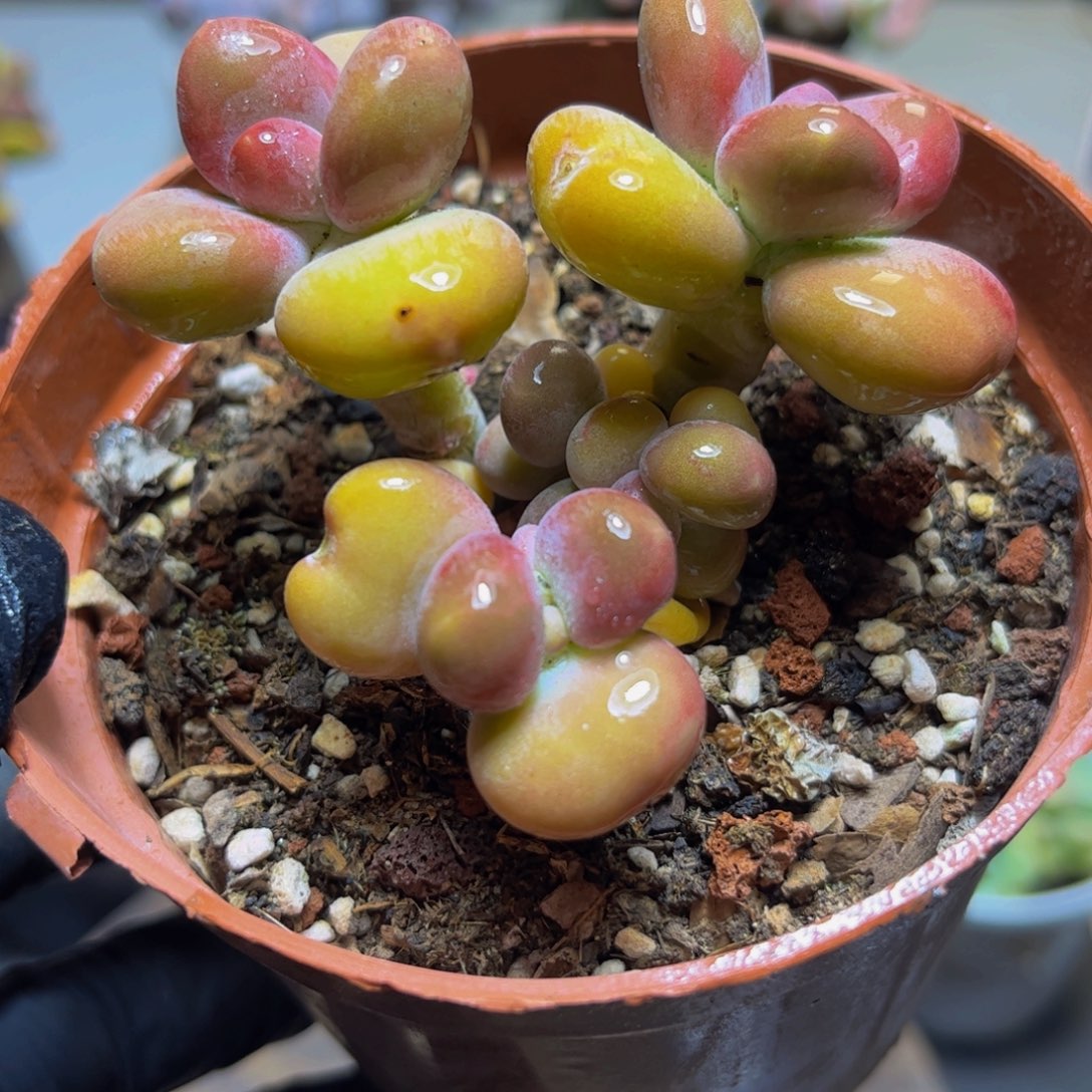 937KK奶酪7厘米多肉植物