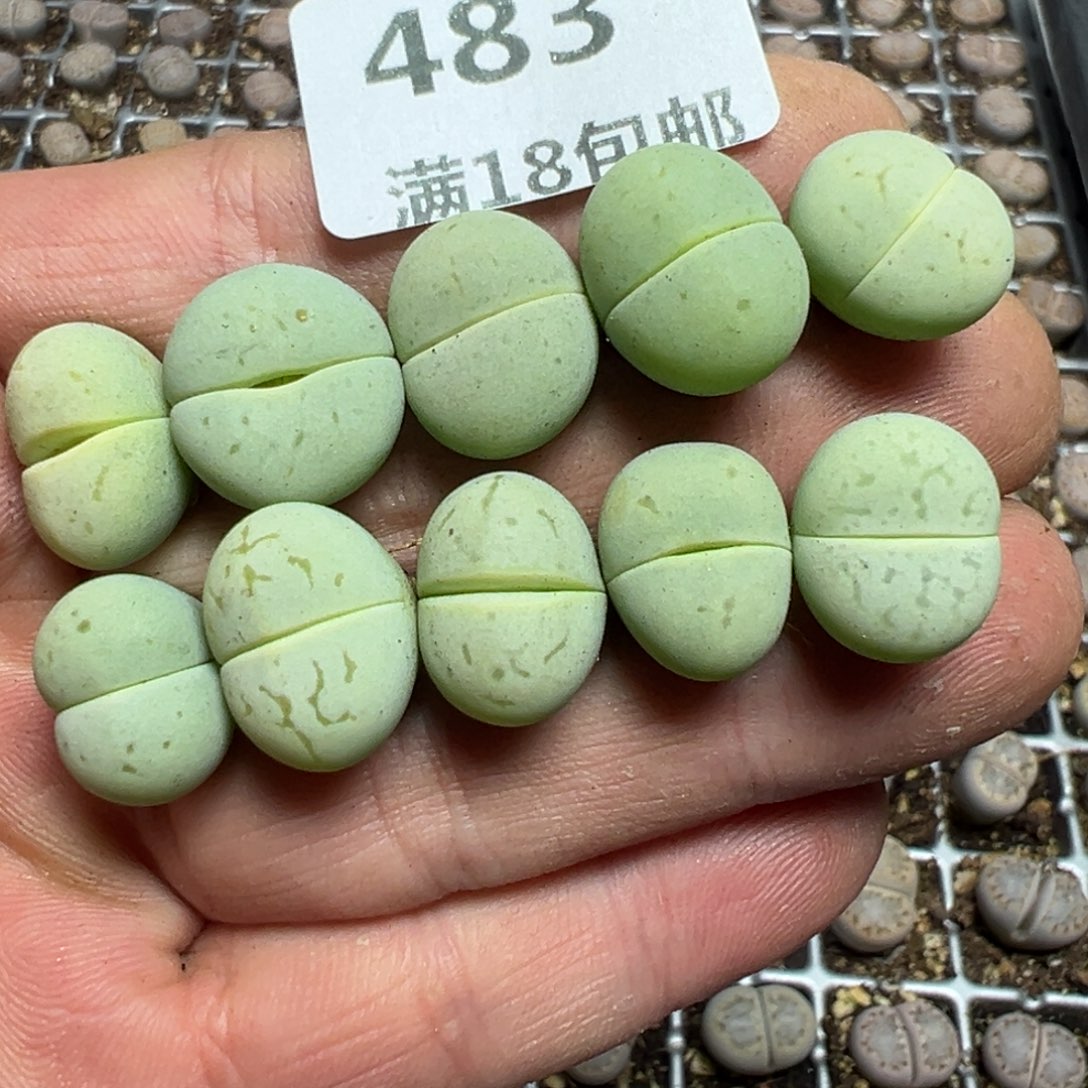 【闪购商品】 483。     