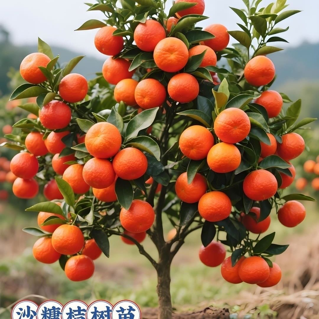 早熟无子砂糖桔原土原杯果树苗