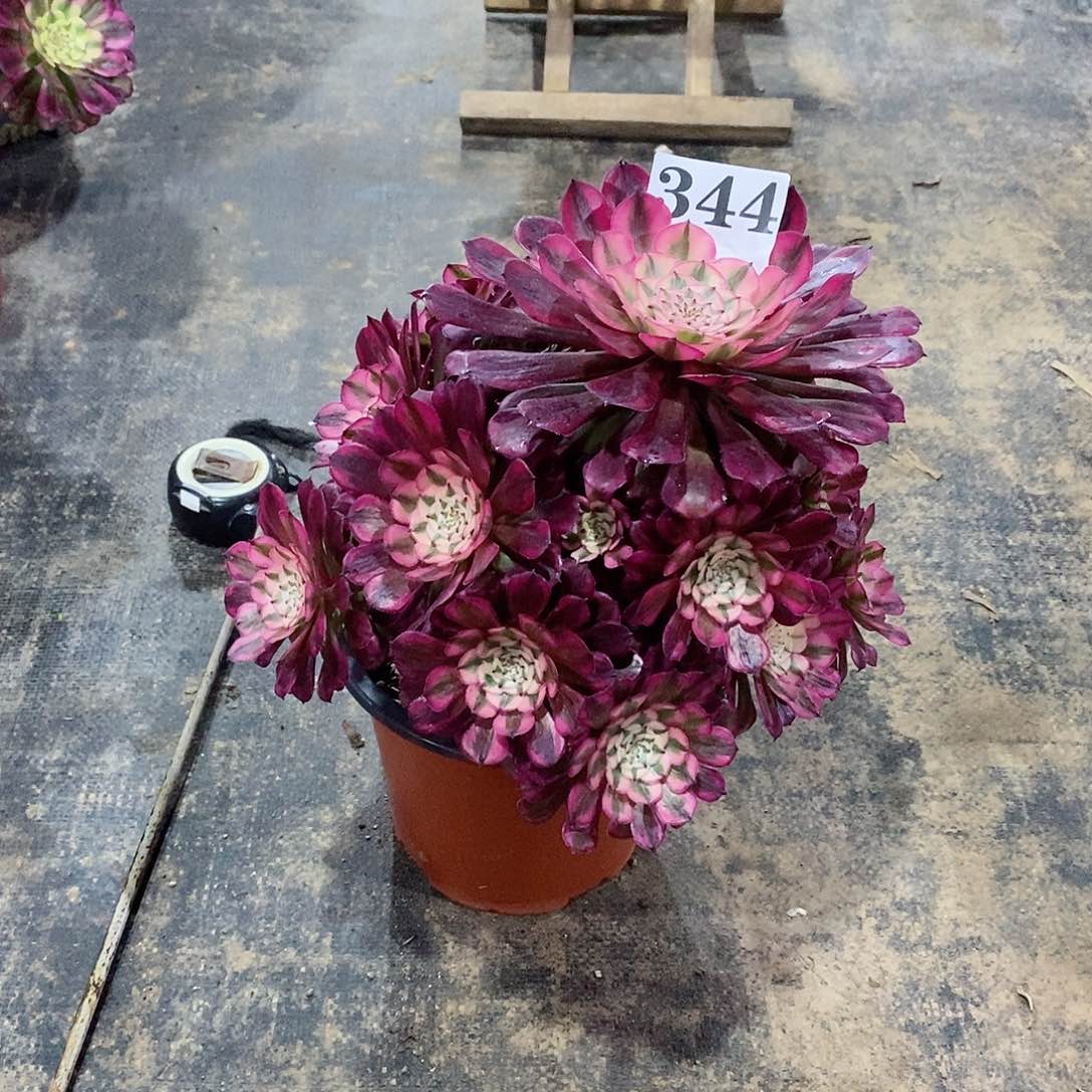 红铜白344多肉法师植物