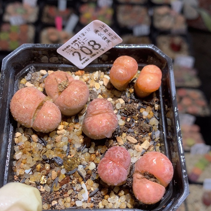 精品生石花125.208