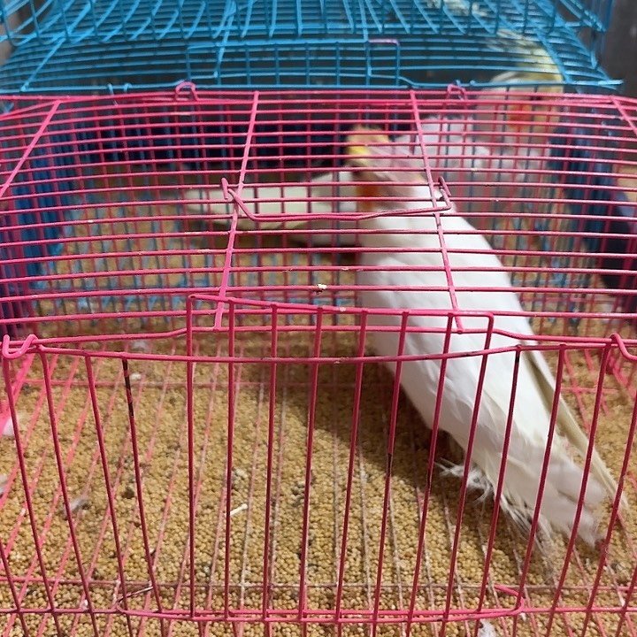 专***件玄凤鹦鹉/鸡尾鹦鹉少羽瑕疵一只