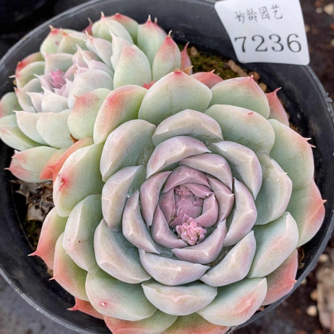 7236杂交多肉老桩