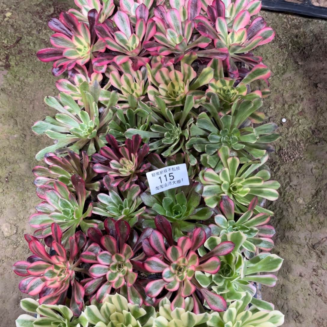 115组合多肉植物法师穴盘