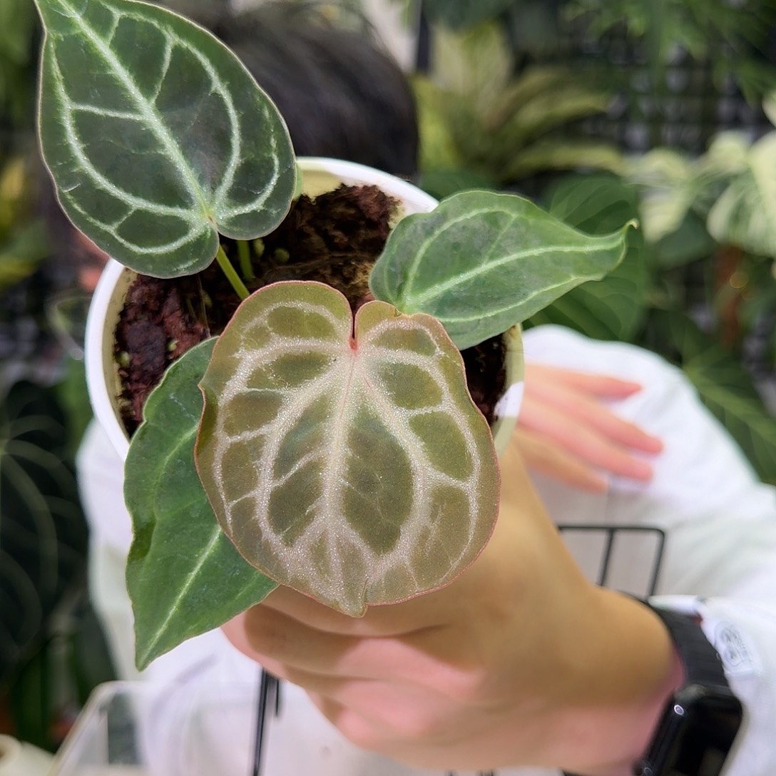 完全开放I36银虎杂女团