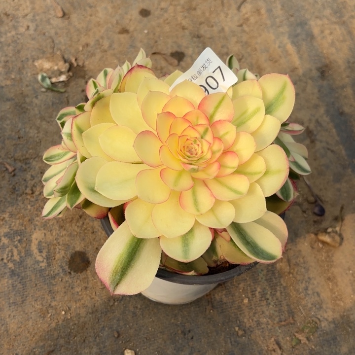 倾城多肉法师2907