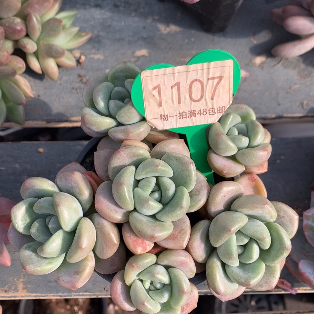 花斑露无砍开播福利1107