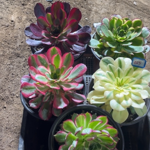 025多肉植物组合