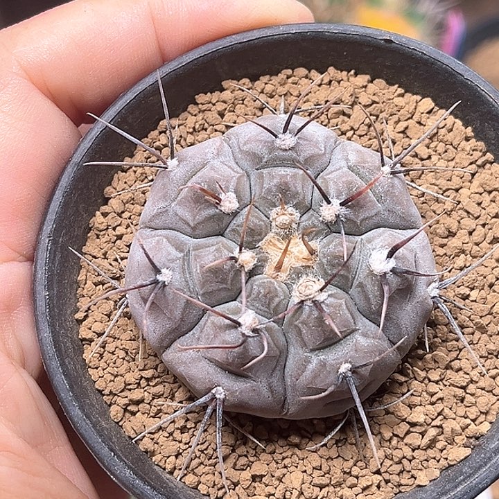 无花朵粗根蜡质铅皮实生