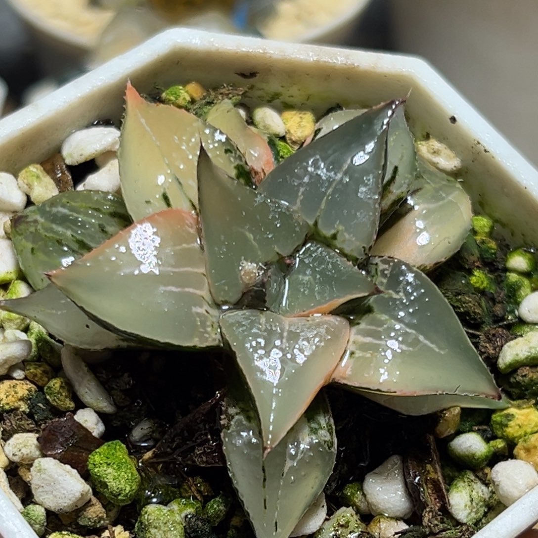 恭喜发财大吉大利856