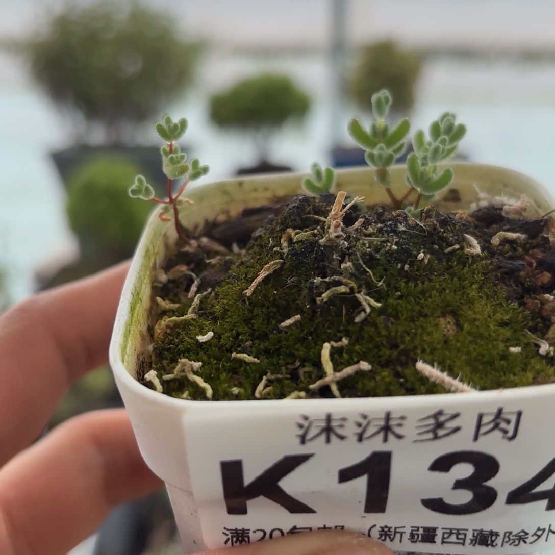 134实生莱斯小苗哦哦