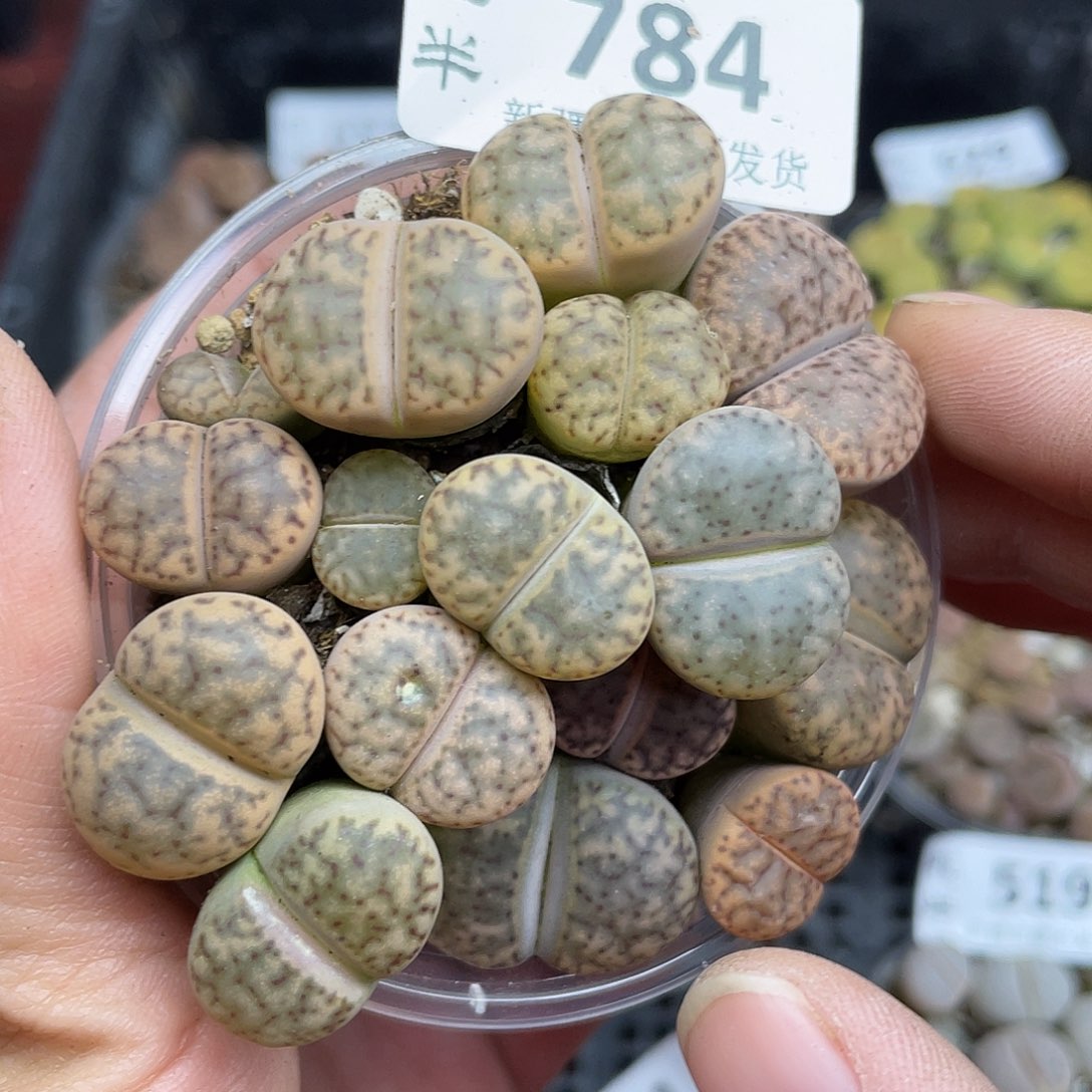 7840000花花花花花花