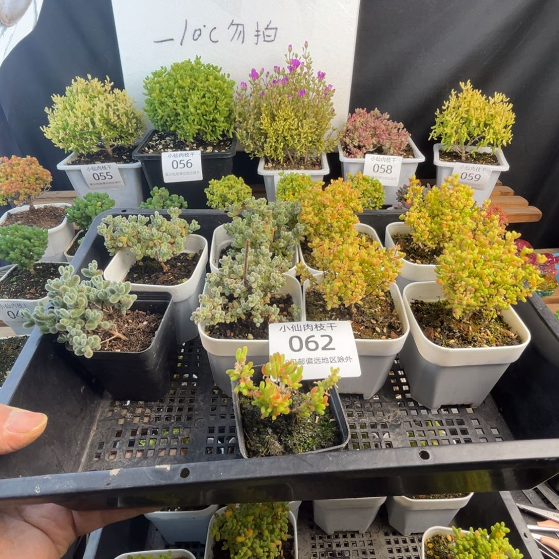 小****062枝干番杏蜜橘冰晶组合