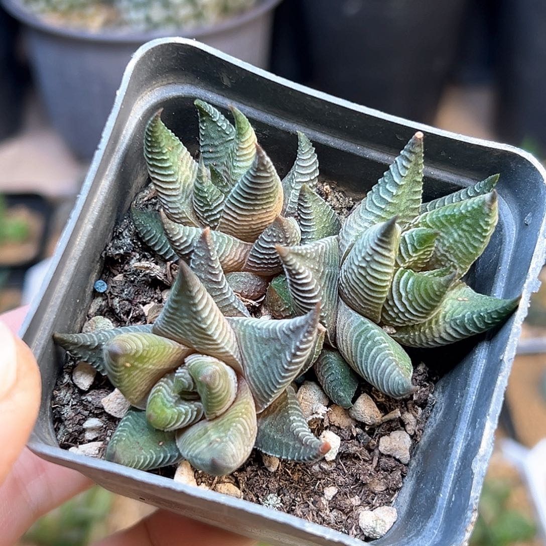 硬叶十二卷群一颗