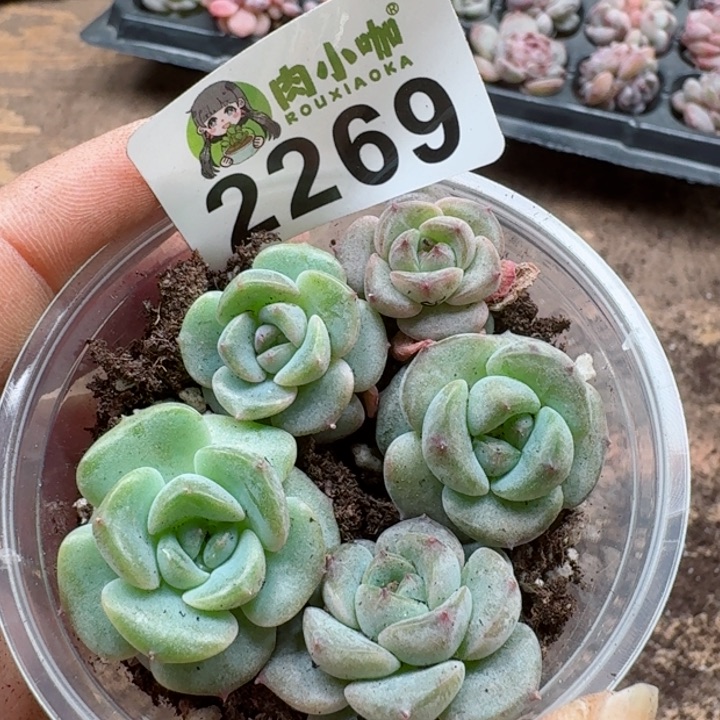 多肉植物多肉植物