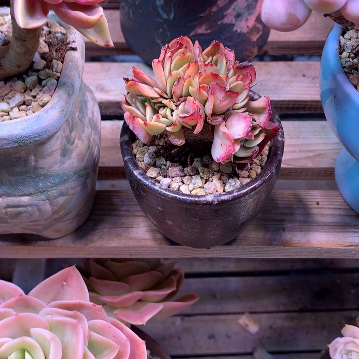 艾斯美兰达缀多肉植物xing