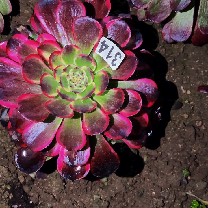 314新品多肉植物