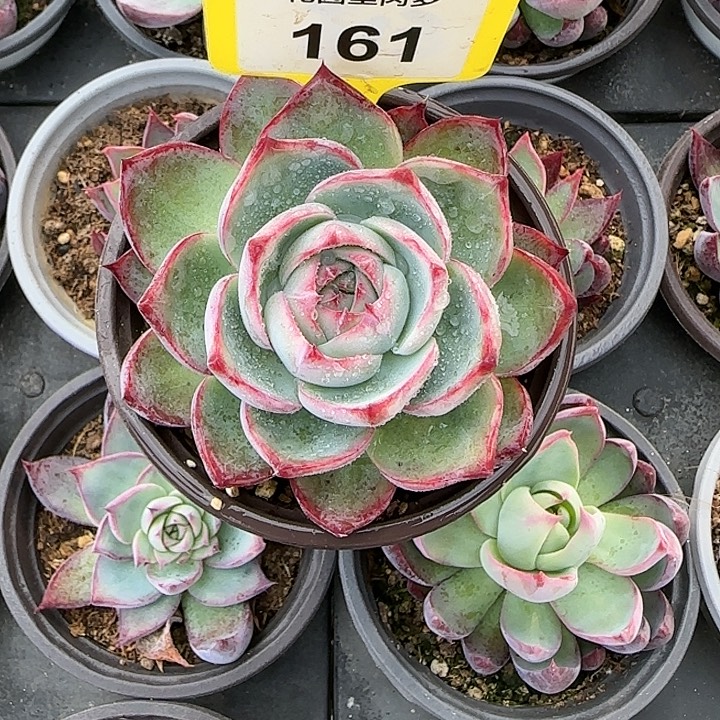 161 惊鸿仙子多肉植物福利