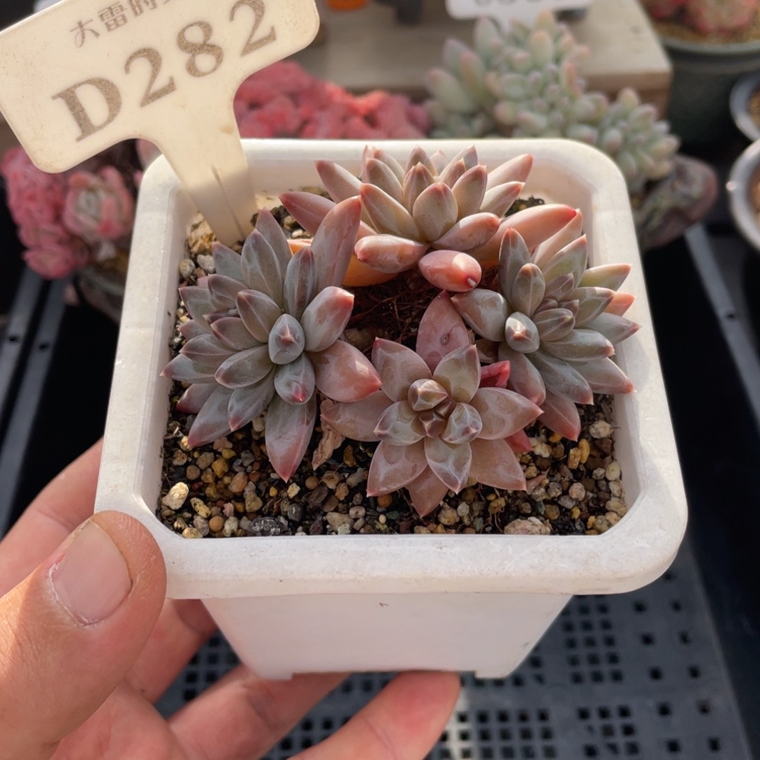 282暗纹不带盆8厘米