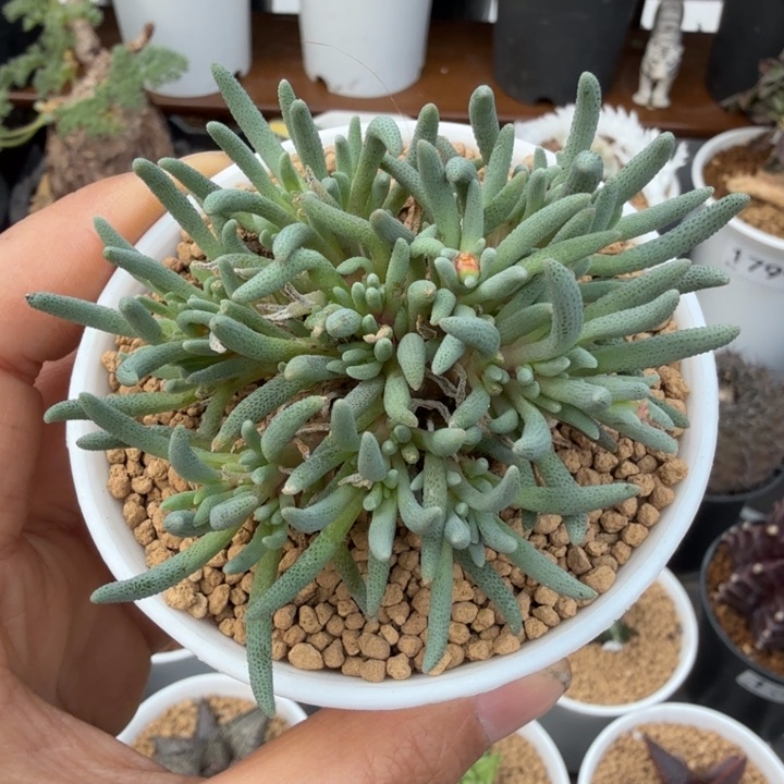 晶珊瑚1808 （满28包邮）