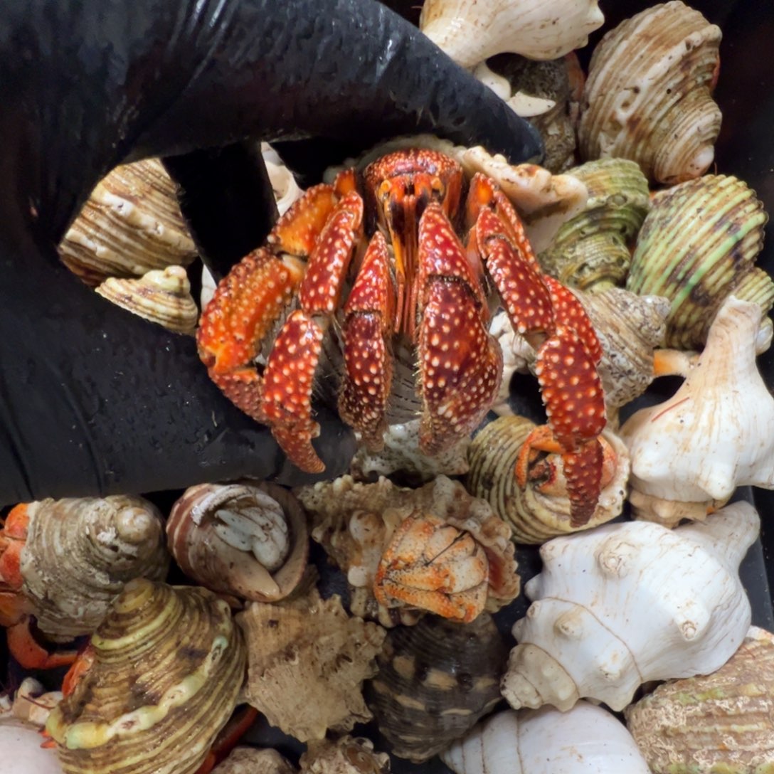 3.36口径斐济深红