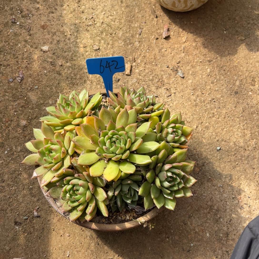 男****）642不知名多肉捧花多肉