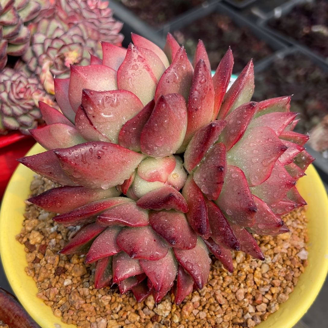 从前慢多肉精选编号0220.309