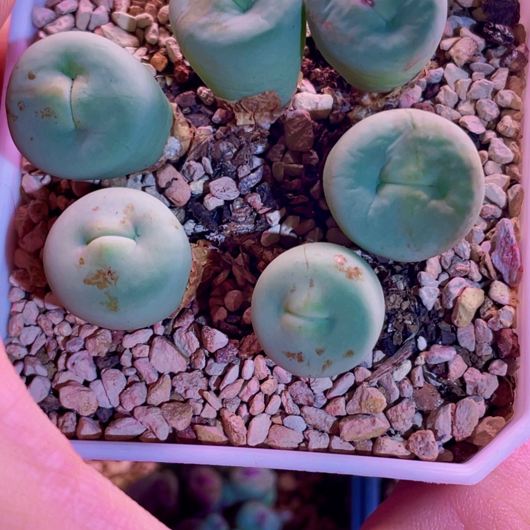 玻尿酸大嘴嘟嘟嘴植物一物一拍