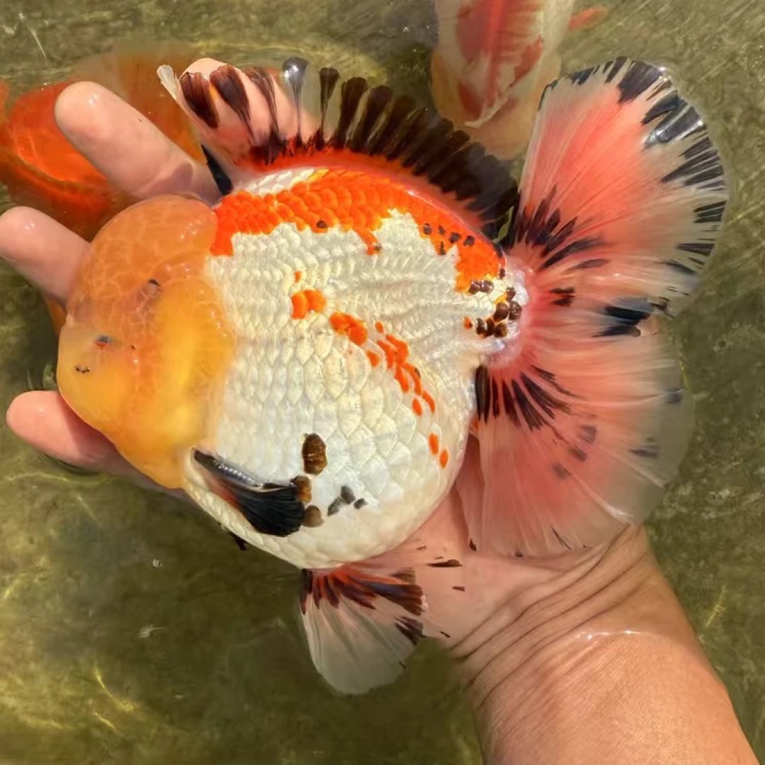 泰狮兰寿冷水观赏鱼活体招财