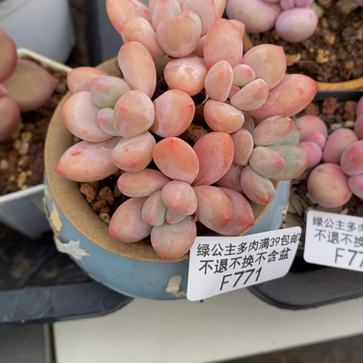 香水7cm771多肉植物