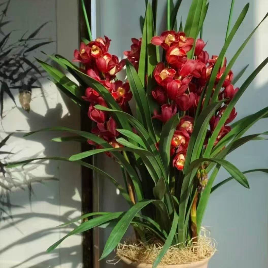 正版绿叶红袍4支花剑发(假一赔三)