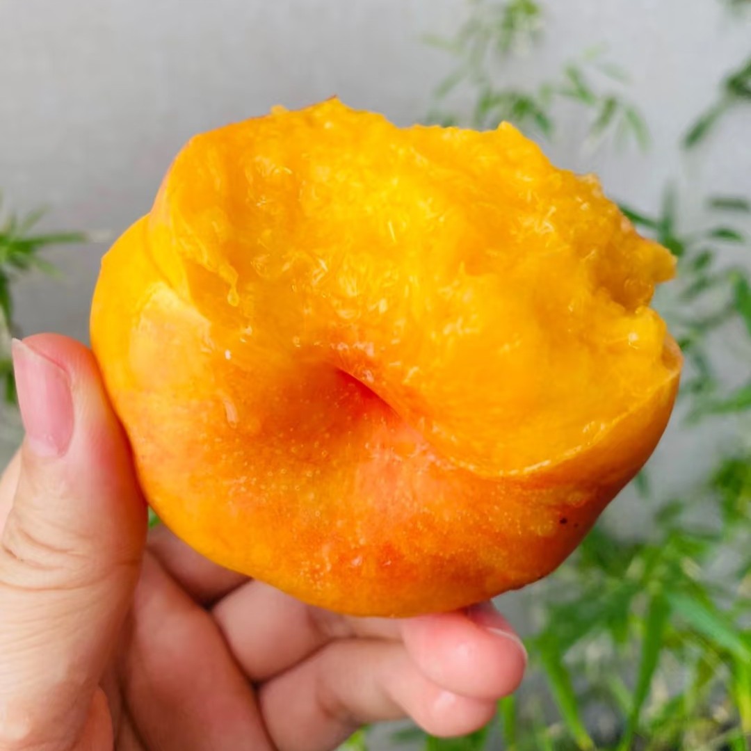 黄金油蟠桃 肉多核小山东省